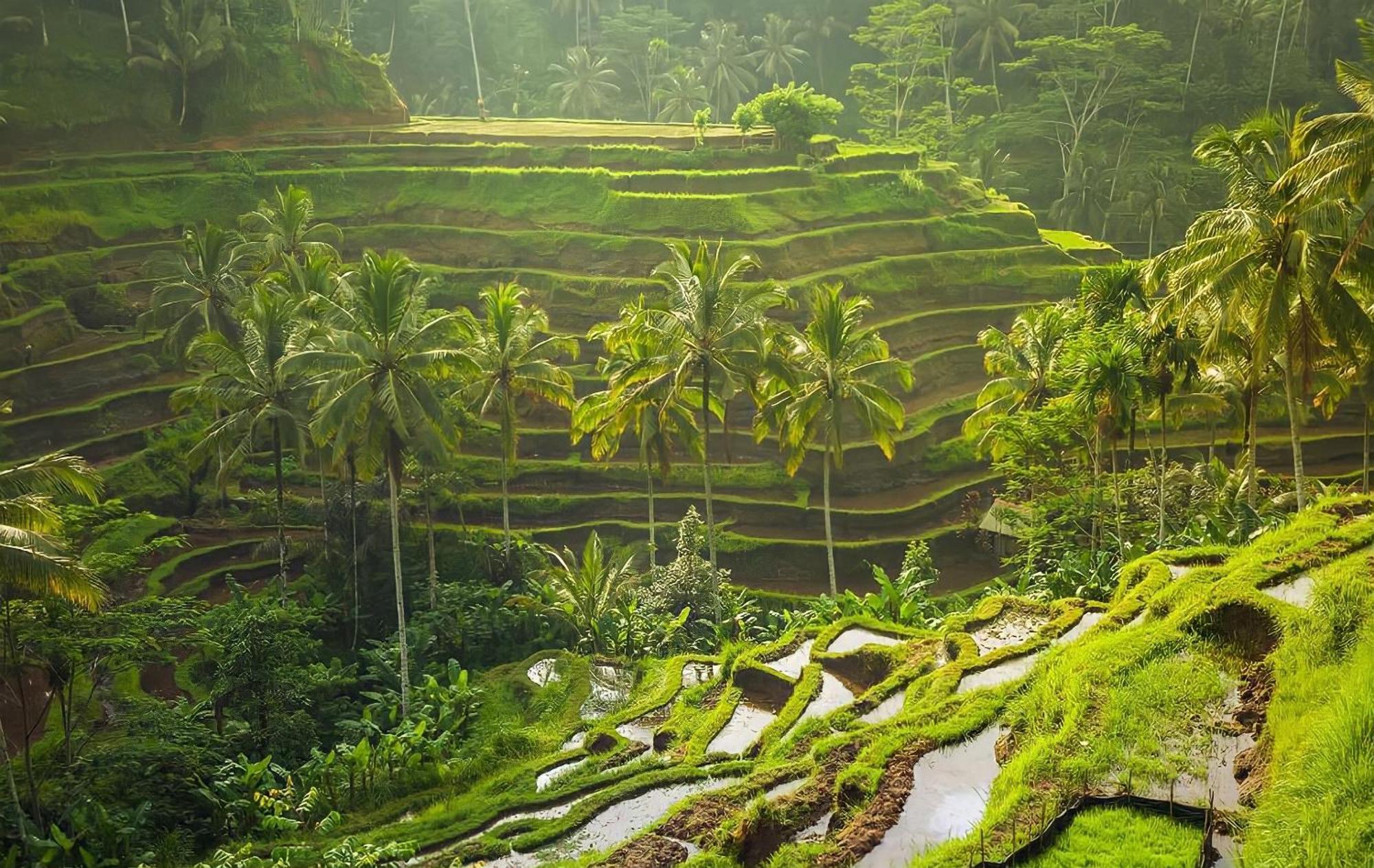 Royal Jj Ubud Resort & Spa Εξωτερικό φωτογραφία